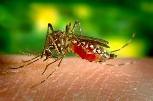 The Zika virus is know to be carried by a certain kind of mosquito commonly known as the Yellow Fever Mosquito